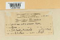 Colletotrichum lindemuthianum image