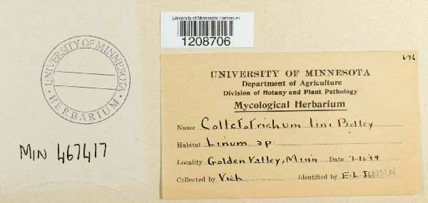 Colletotrichum linicola image