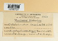 Colletotrichum linicola image