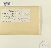 Colletotrichum lindemuthianum image