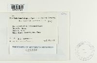 Colletotrichum lindemuthianum image