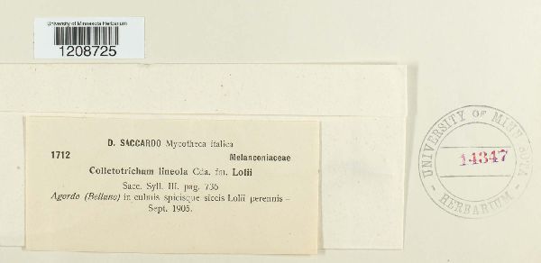 Colletotrichum lineola image