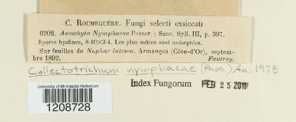 Colletotrichum nymphaeae image