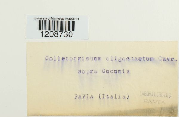 Colletotrichum orbiculare image