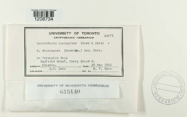 Coniochaeta leucoplaca image