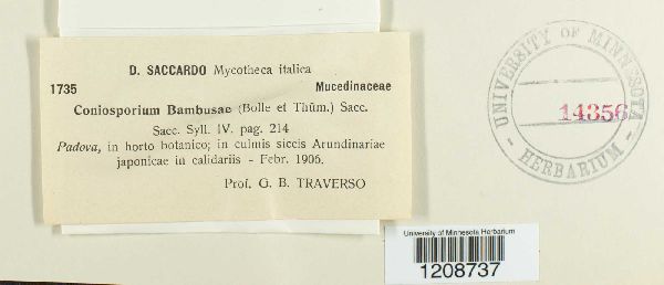 Apiospora montagnei image