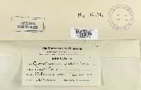 Leptosphaeria coniothyrium image