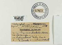 Leptosphaeria coniothyrium image