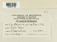 Media resource of Coniothyrium pyrinum