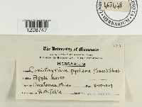 Coniothyrium pyrinum image