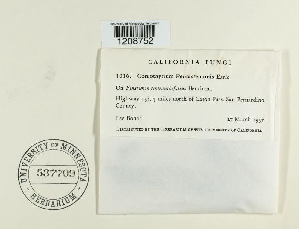 Coniothyrium pentastemonis image