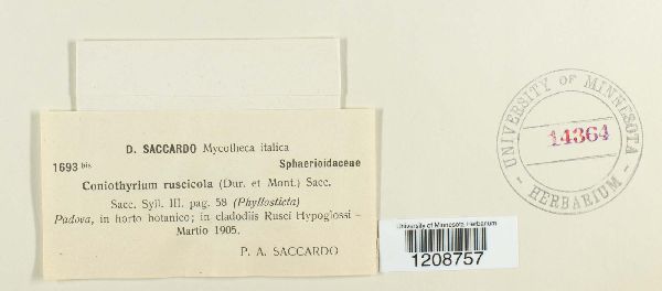 Phyllosticta ruscicola image