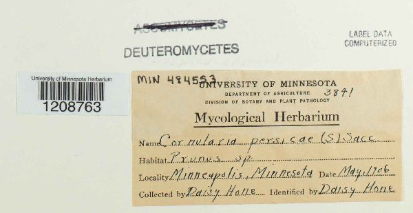 Cornularia persicae image