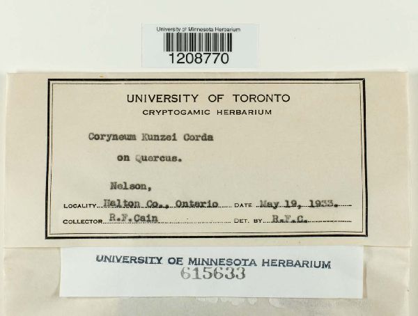 Coryneum kunzei image