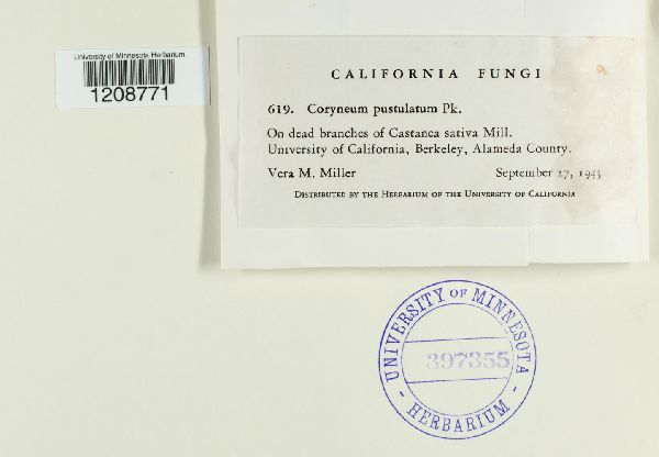 Coryneum pustulatum image