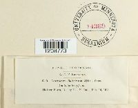 Seimatosporium salicinum image