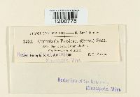 Cornularia persicae image