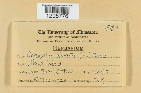 Corynelia clavata image