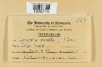 Media resource of Corynelia clavata