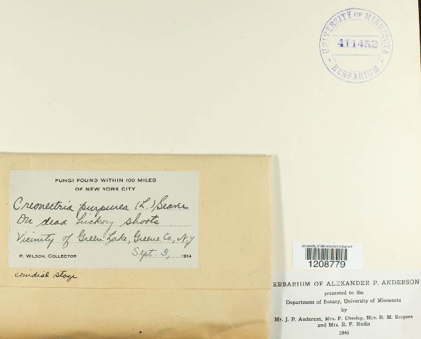 Creonectria purpurea image