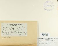 Media resource of Creonectria purpurea