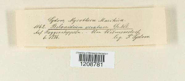 Crocicreas culmicola image