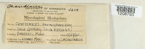 Cryptomyces maximus image