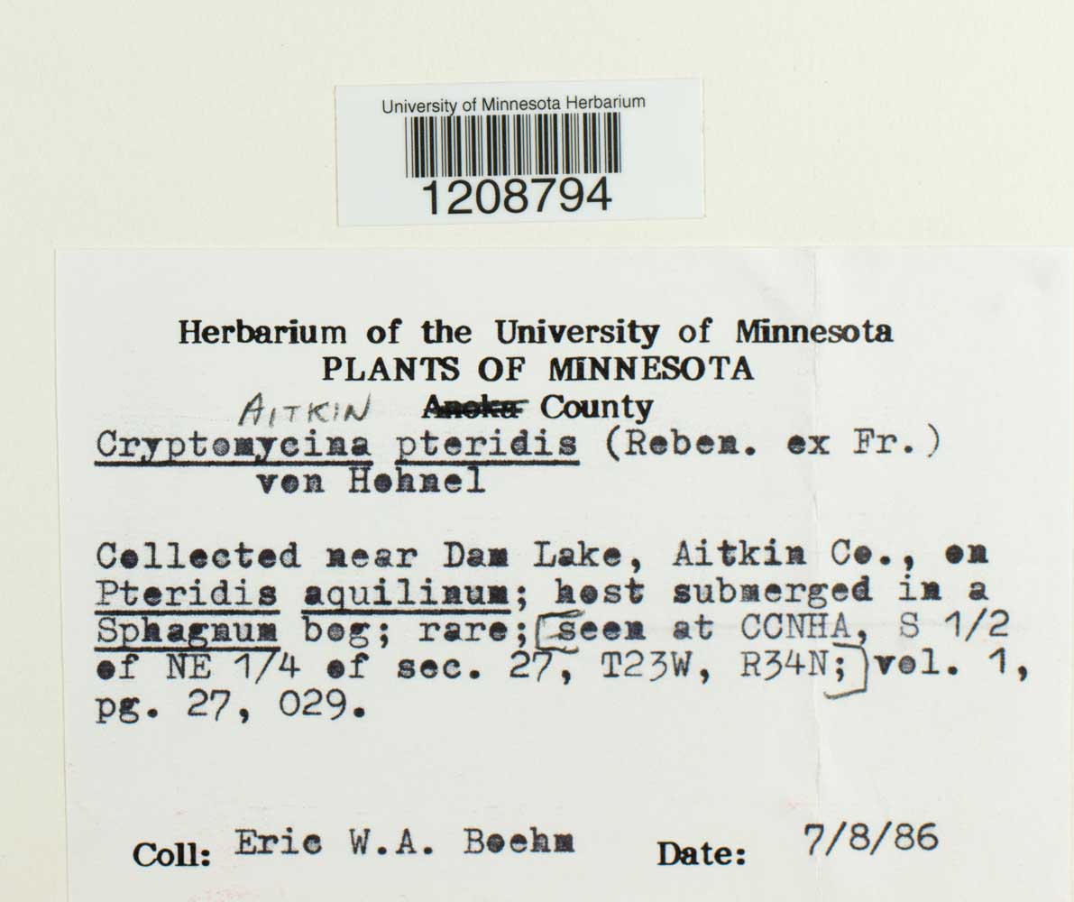 Cryptomycina pteridis image