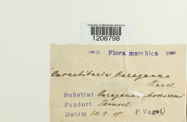 Cucurbitaria caraganae image