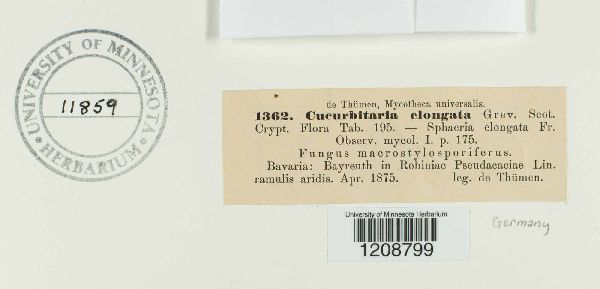 Cucurbitaria elongata image