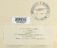 Cryptosphaeria ligniota image