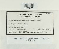 Cryptosphaeria ligniota image