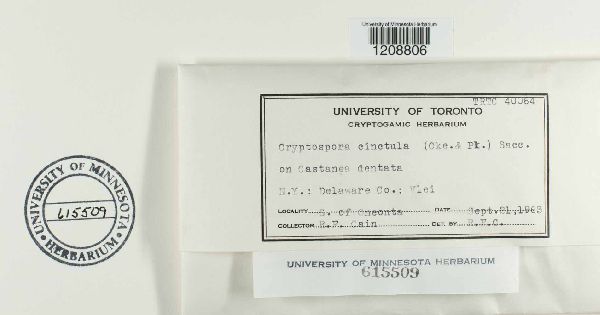 Winterella cinctula image