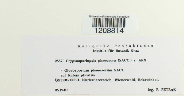 Cryptosporiopsis phaeosora image