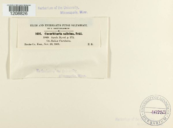 Cucurbitaria salicina image