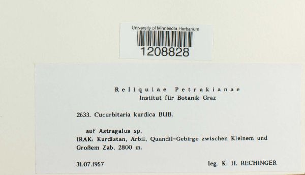 Cucurbitaria kurdica image
