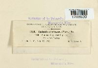 Cudonia circinans image