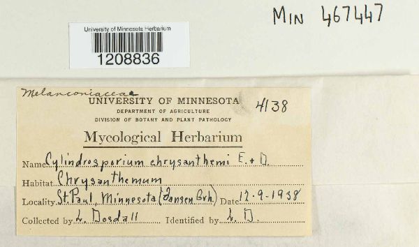 Cylindrosporium chrysanthemi image