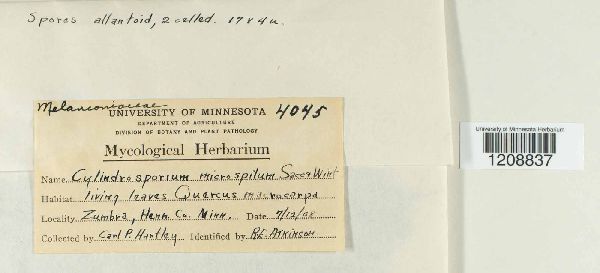 Cylindrosporium microspilum image