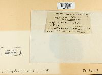 Cylindrosporium padi image