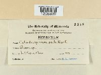 Cylindrosporium padi image