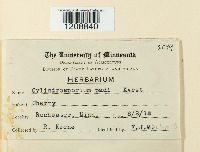 Cylindrosporium padi image