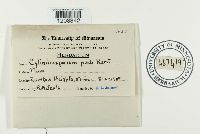 Cylindrosporium padi image