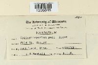 Cylindrosporium padi image