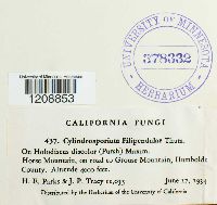 Cylindrosporium filipendulae image