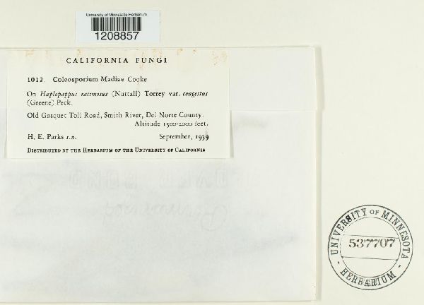Coleosporium madiae image