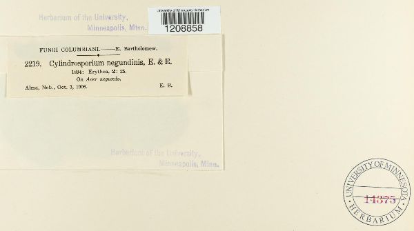 Cylindrosporium negundinis image