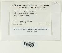 Cylindrosporium padi image