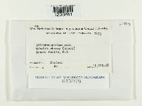 Cylindrosporium padi image