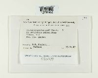 Cylindrosporium padi image